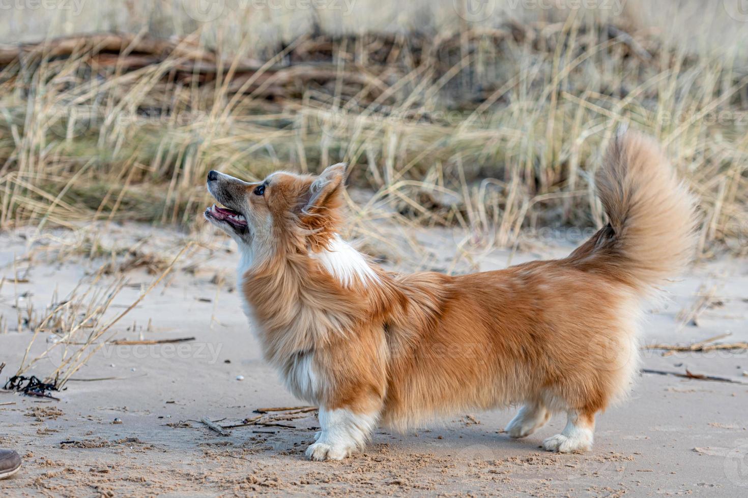 Welsh Corgi puppy runs around the beach and plays in the sand photo