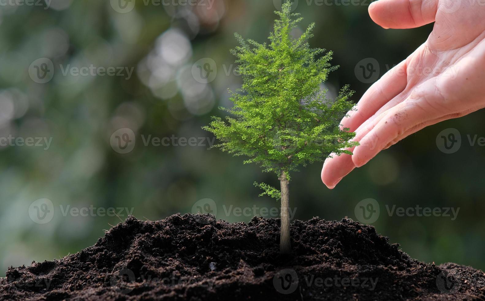 pequeño árbol que crece sobre fondo verde, concepto foto