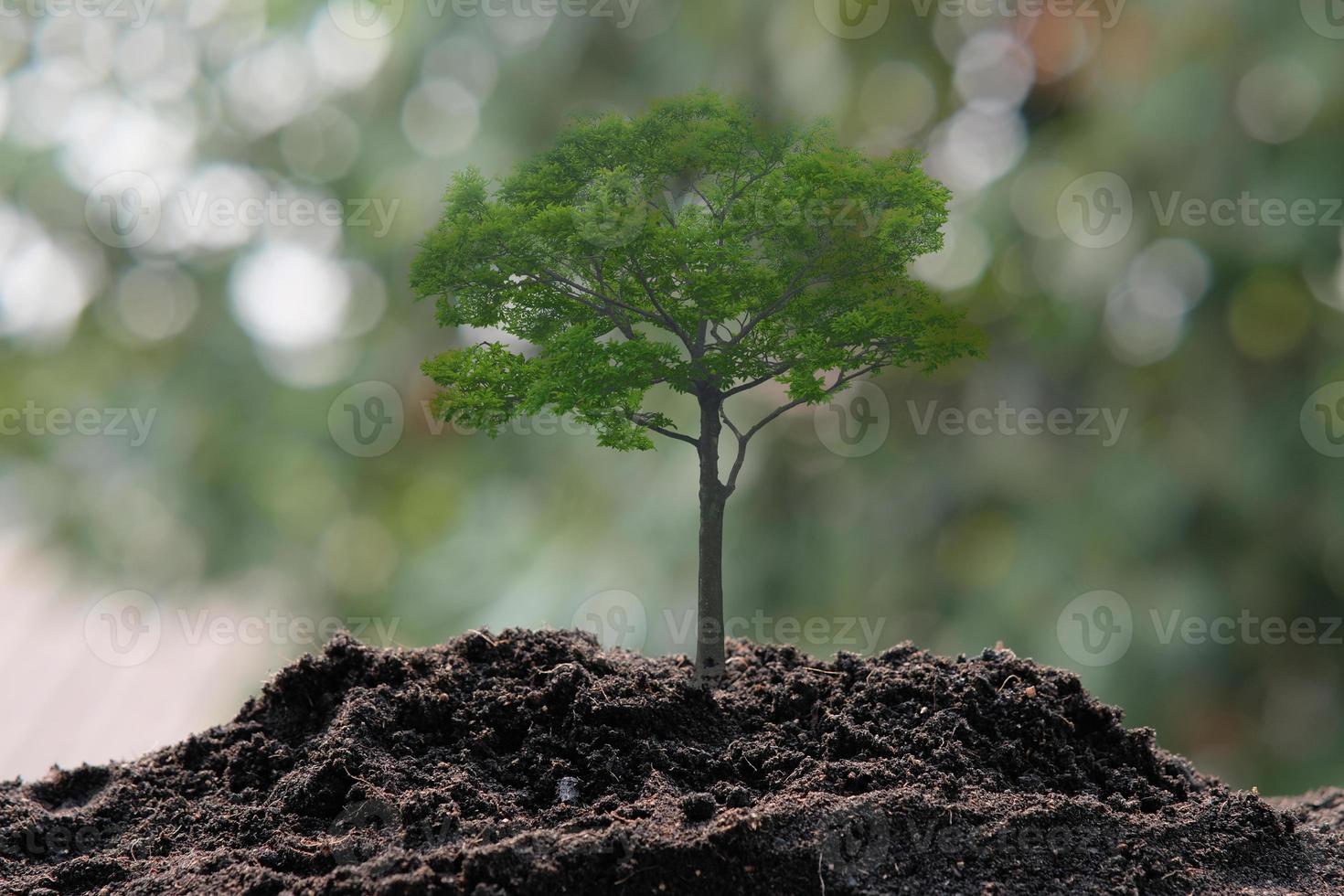 Small tree growing on green nature background and space photo