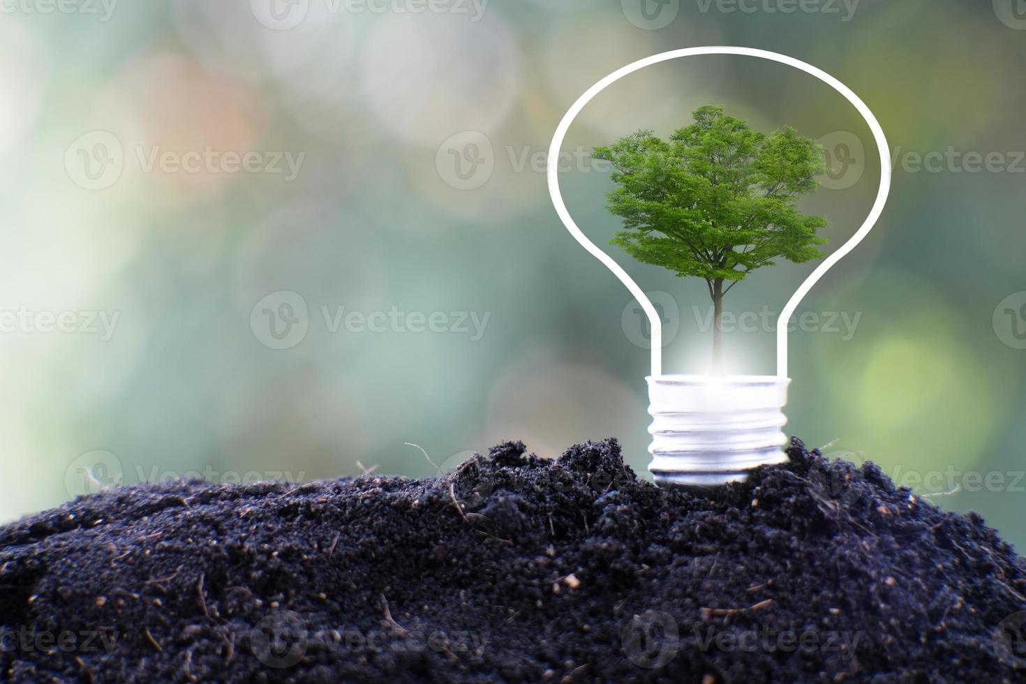 Small tree growing on green background photo