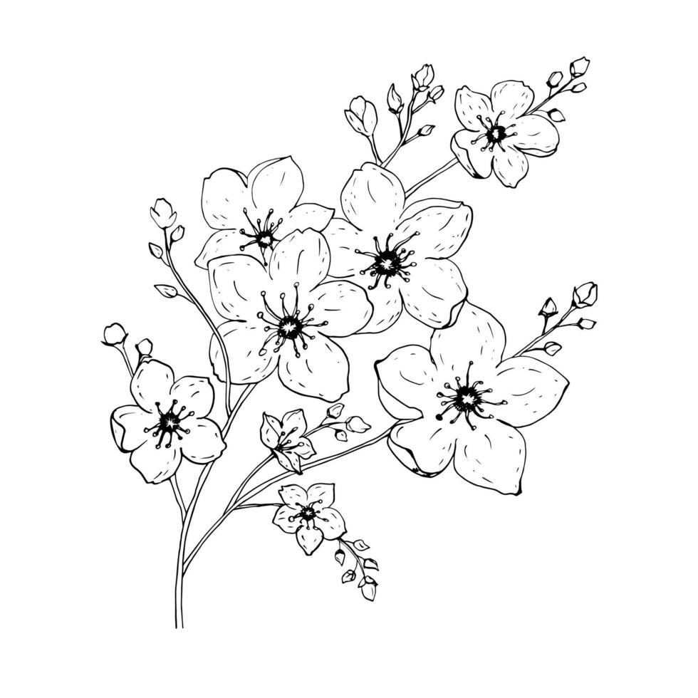 flores de sakura en flor, estilo de tinta de línea dibujada a mano. Ilustración de vector de cereza lindo doodle, negro aislado sobre fondo blanco.