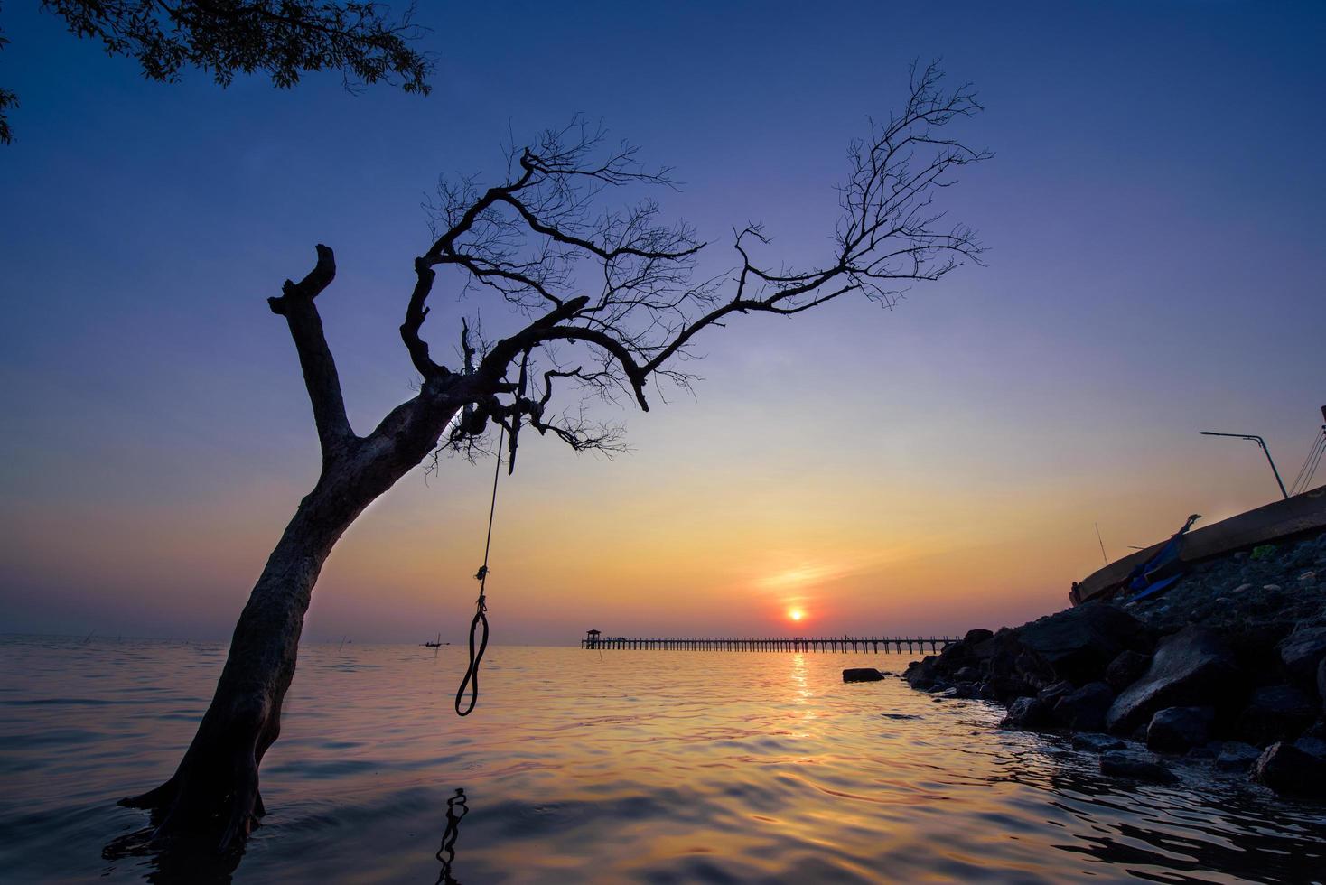 Tree silhouette at sunset photo