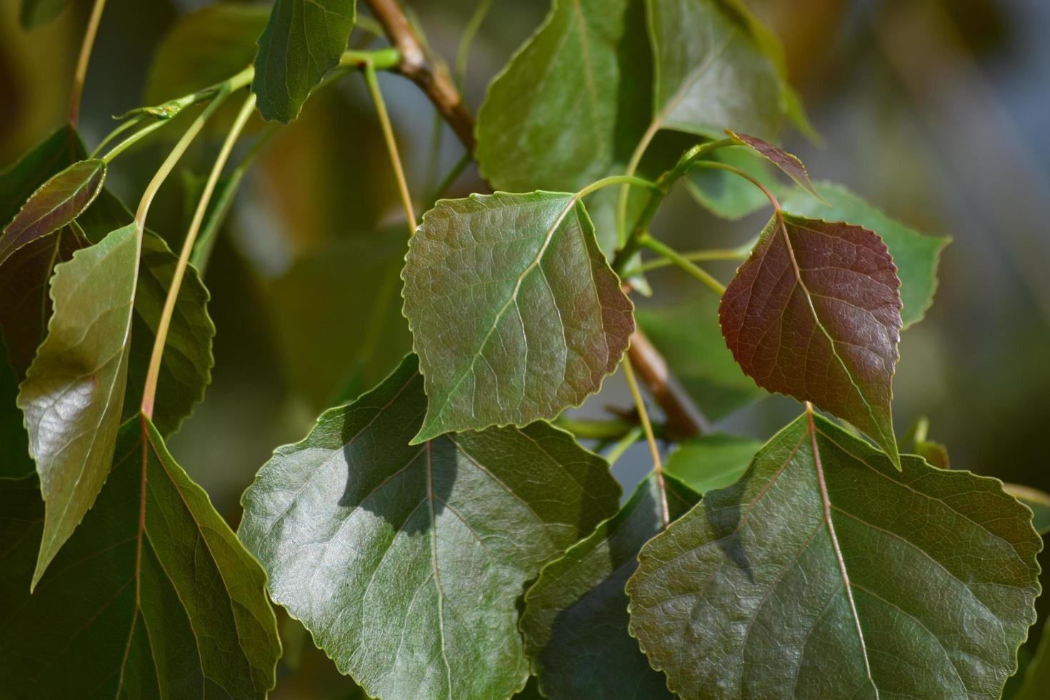 Close-up of green leaves photo