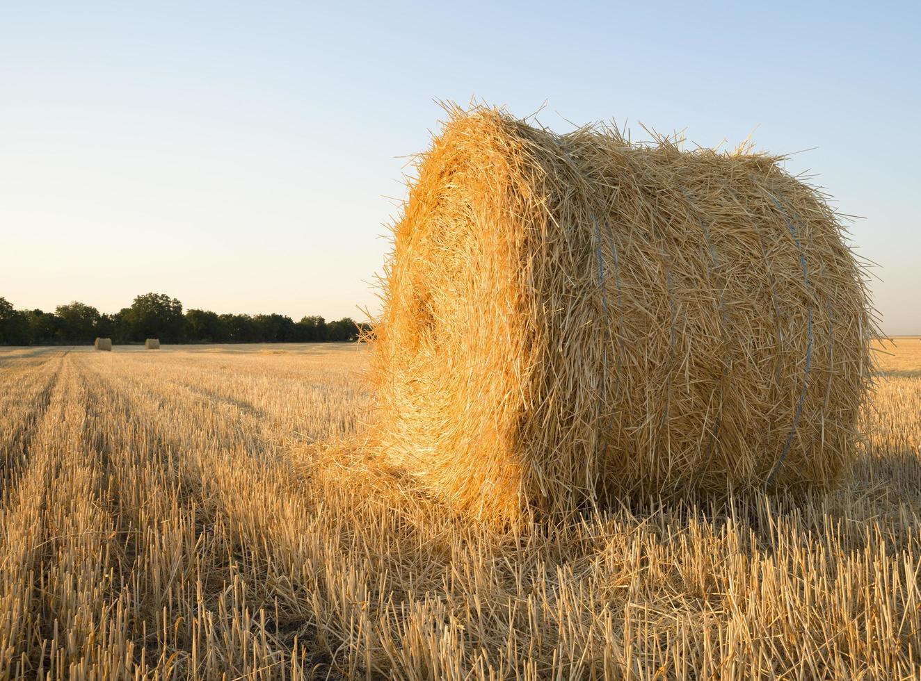 A bale of wheat straw on a farm field photo