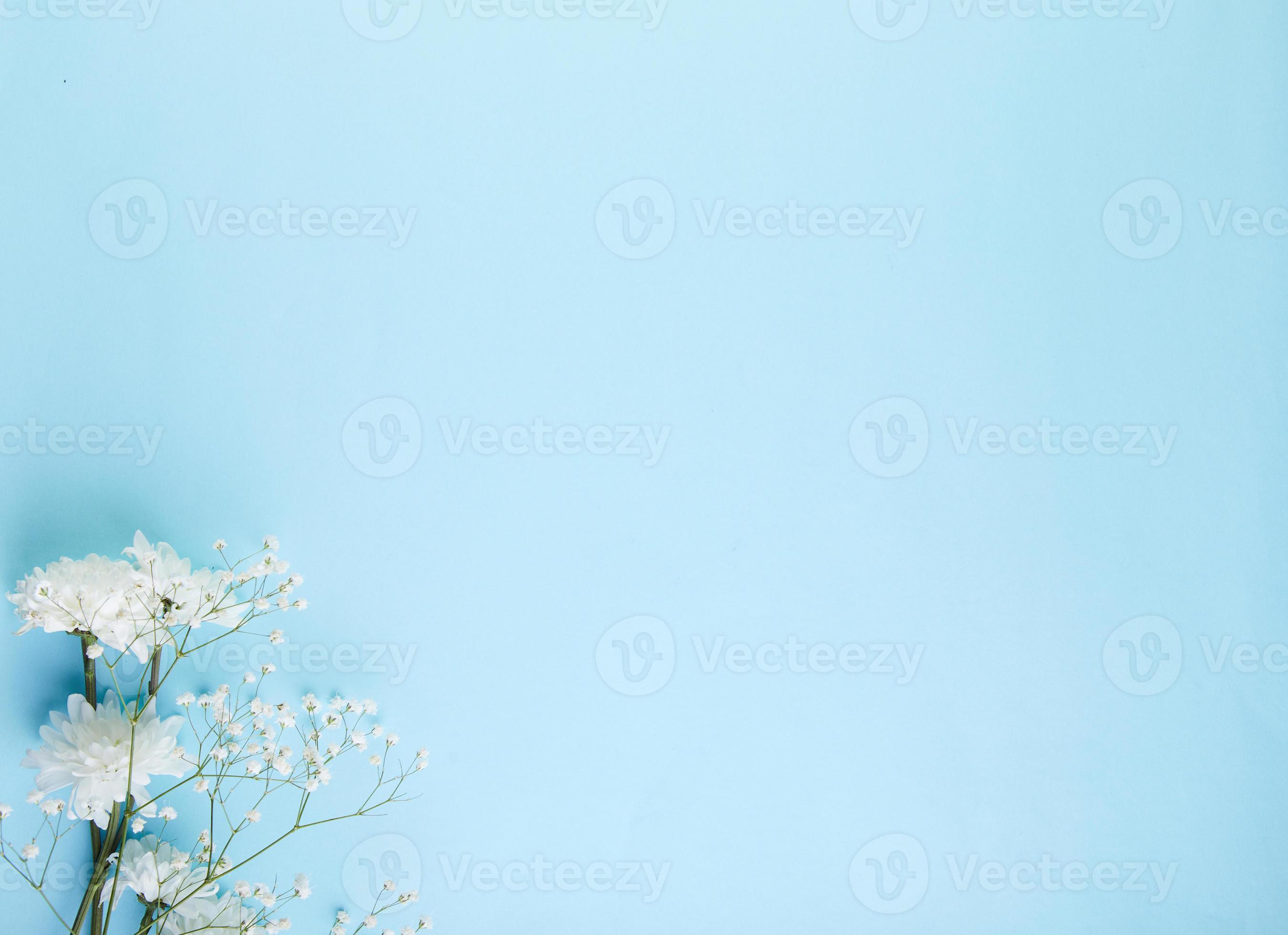 Background Blue White Flower Best Flower Site