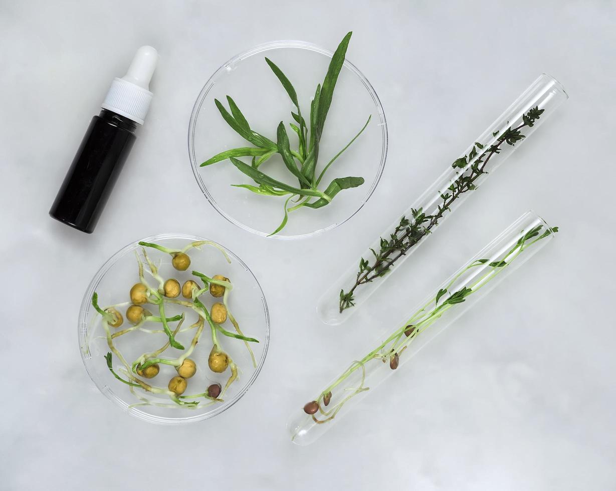 Cosmetic skincare background of Petri dishes and cosmetic tubes of herbal medicine with green leaves and petals photo