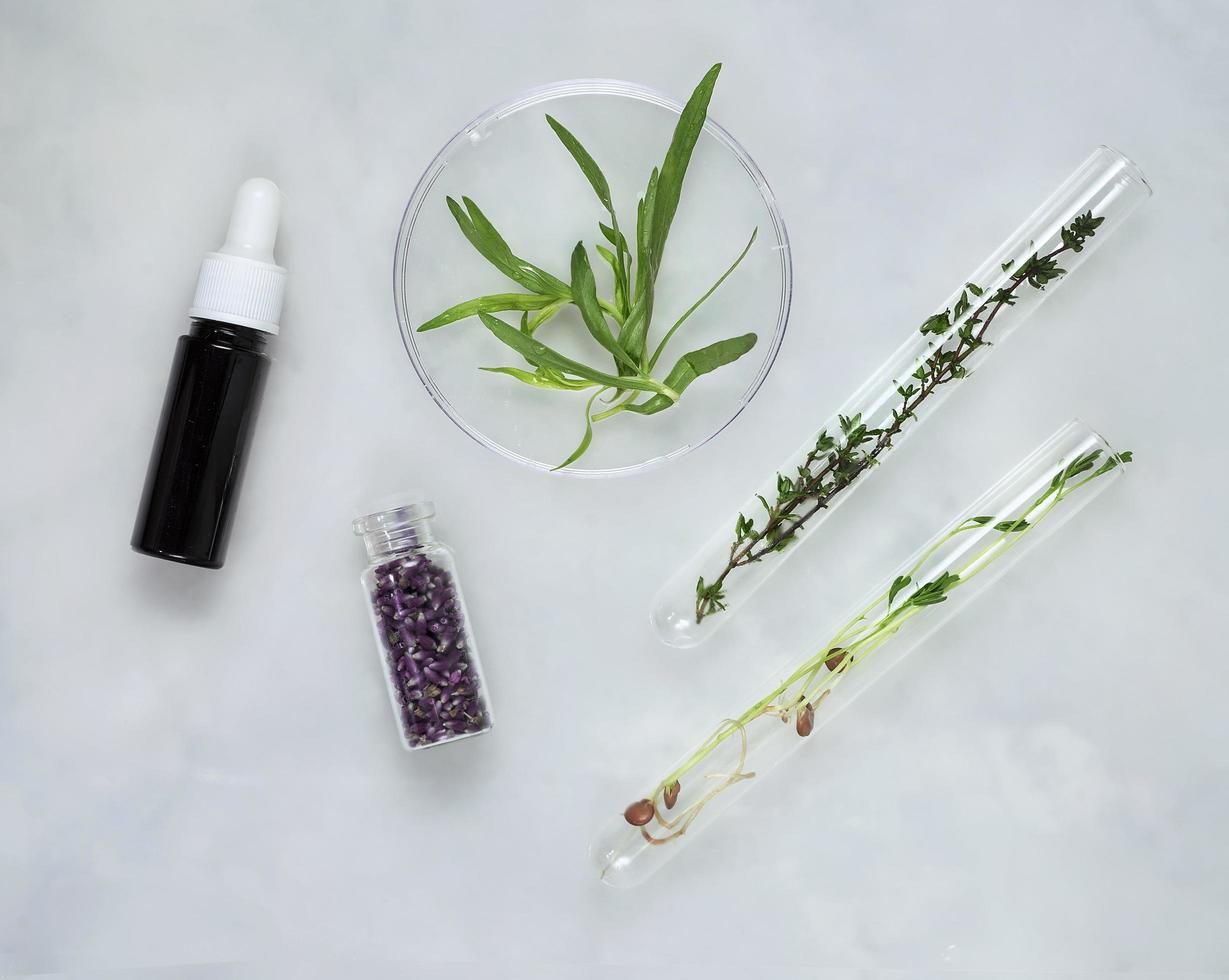 Cosmetic skincare background of Petri dishes and cosmetic tubes of herbal medicine with green leaves and petals photo