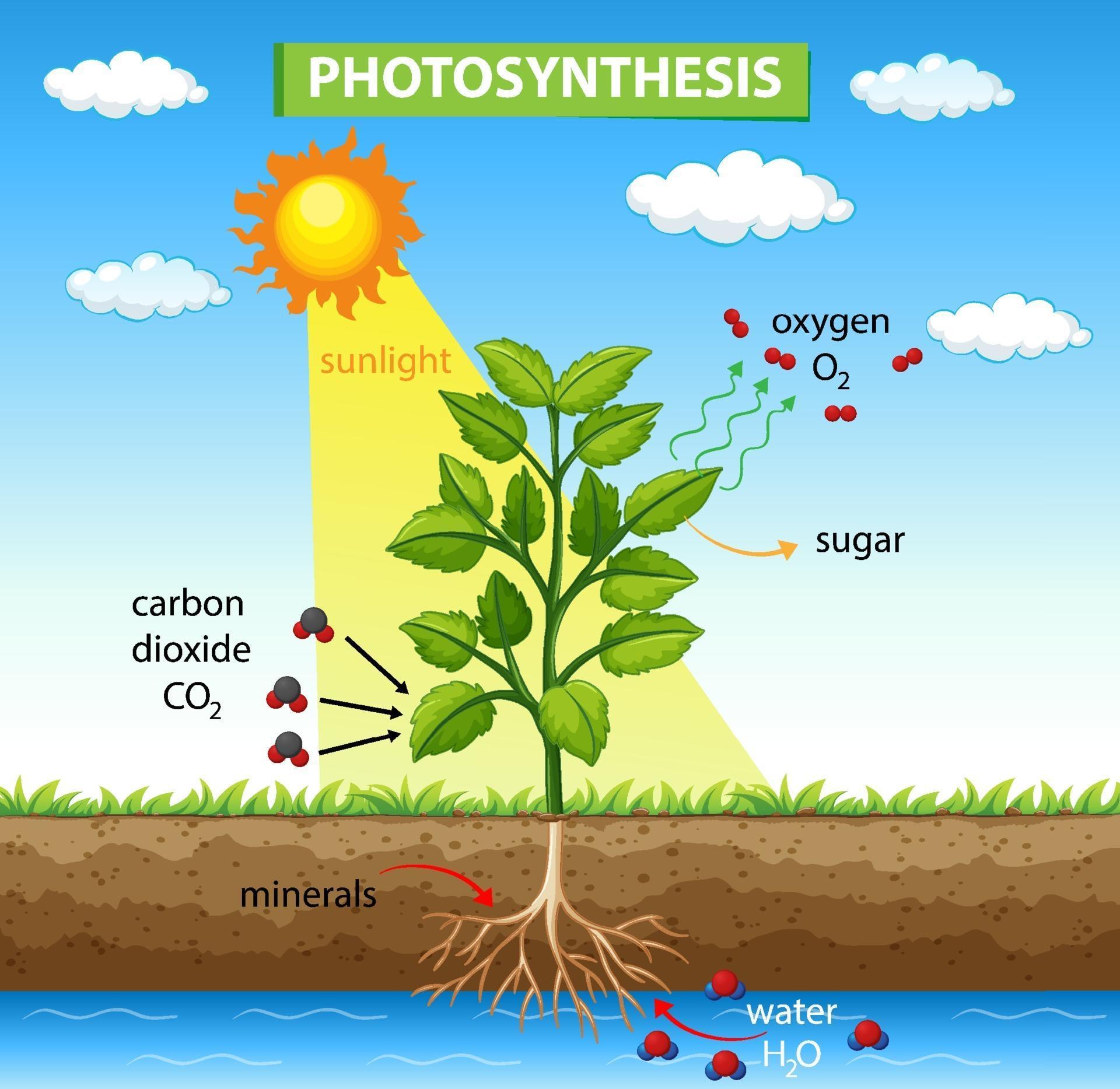 Diagram Showing Process Of Photosynthesis In Plant Vector Art | My XXX ...