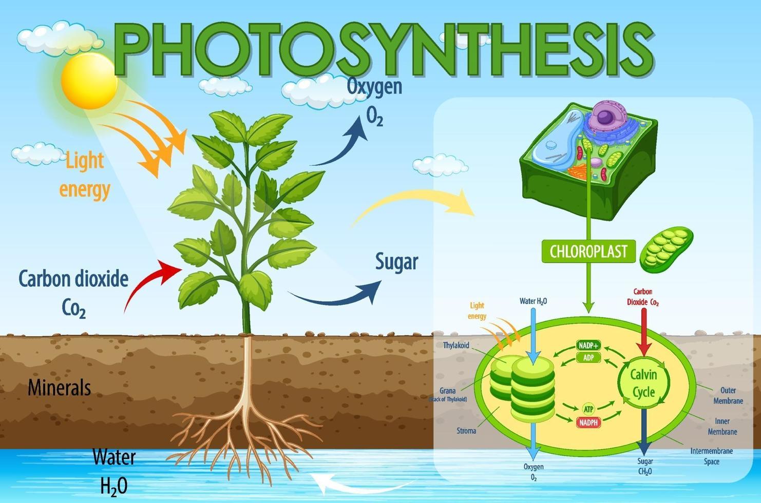 Diagram showing process of photosynthesis in plant vector