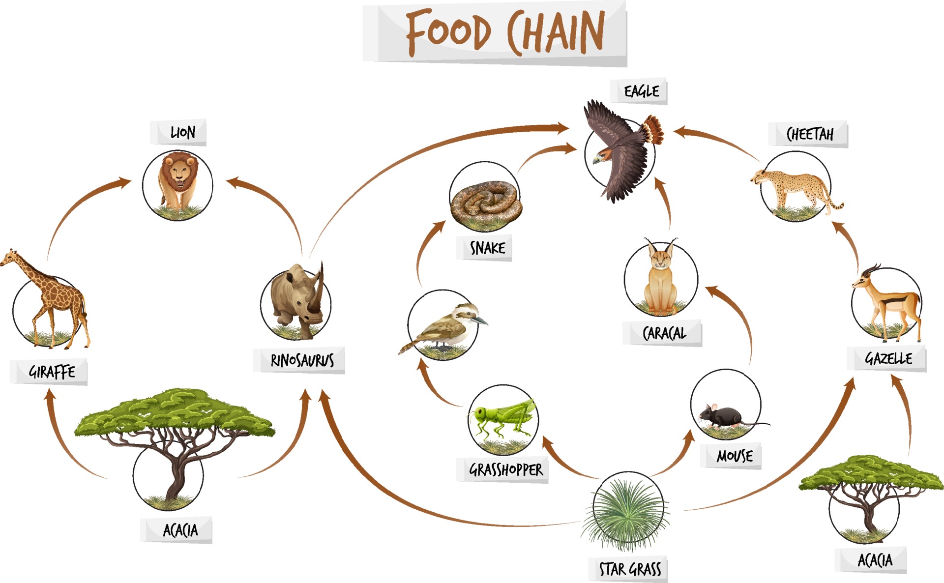 Diagram showing food chain 2189200 Vector Art at Vecteezy Biology Diagrams