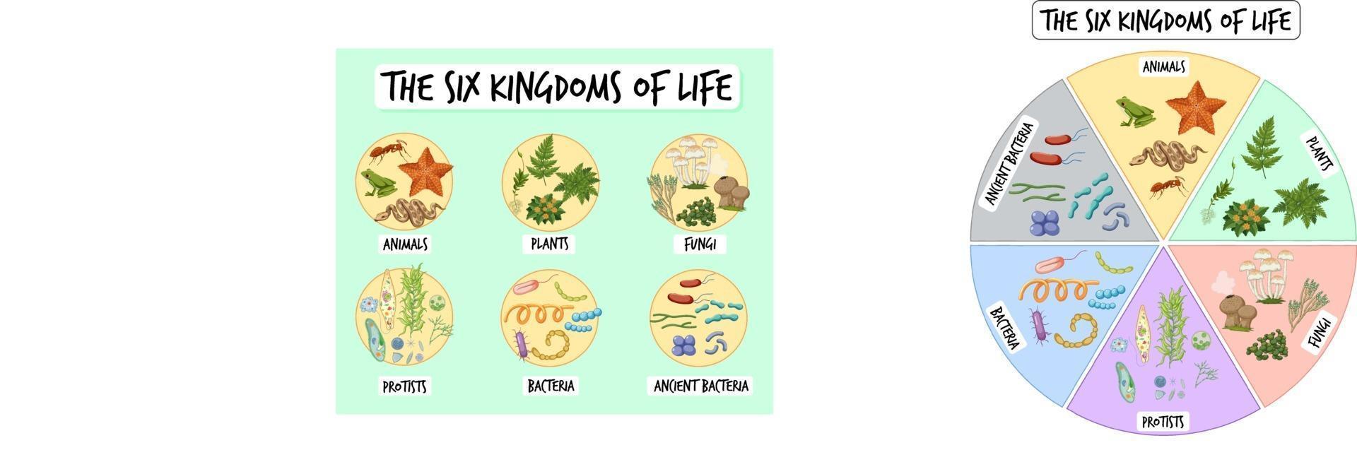 Information poster of six kingdoms of life vector