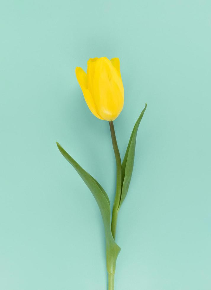 Yellow tulip on a green background photo