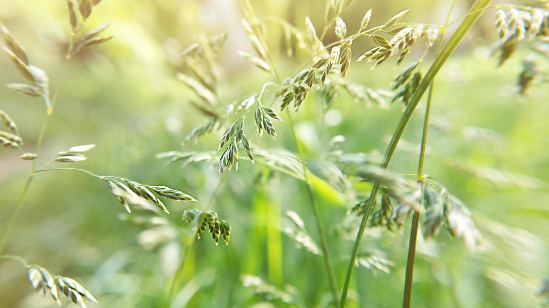 Bromus plant nature background with sunlight photo