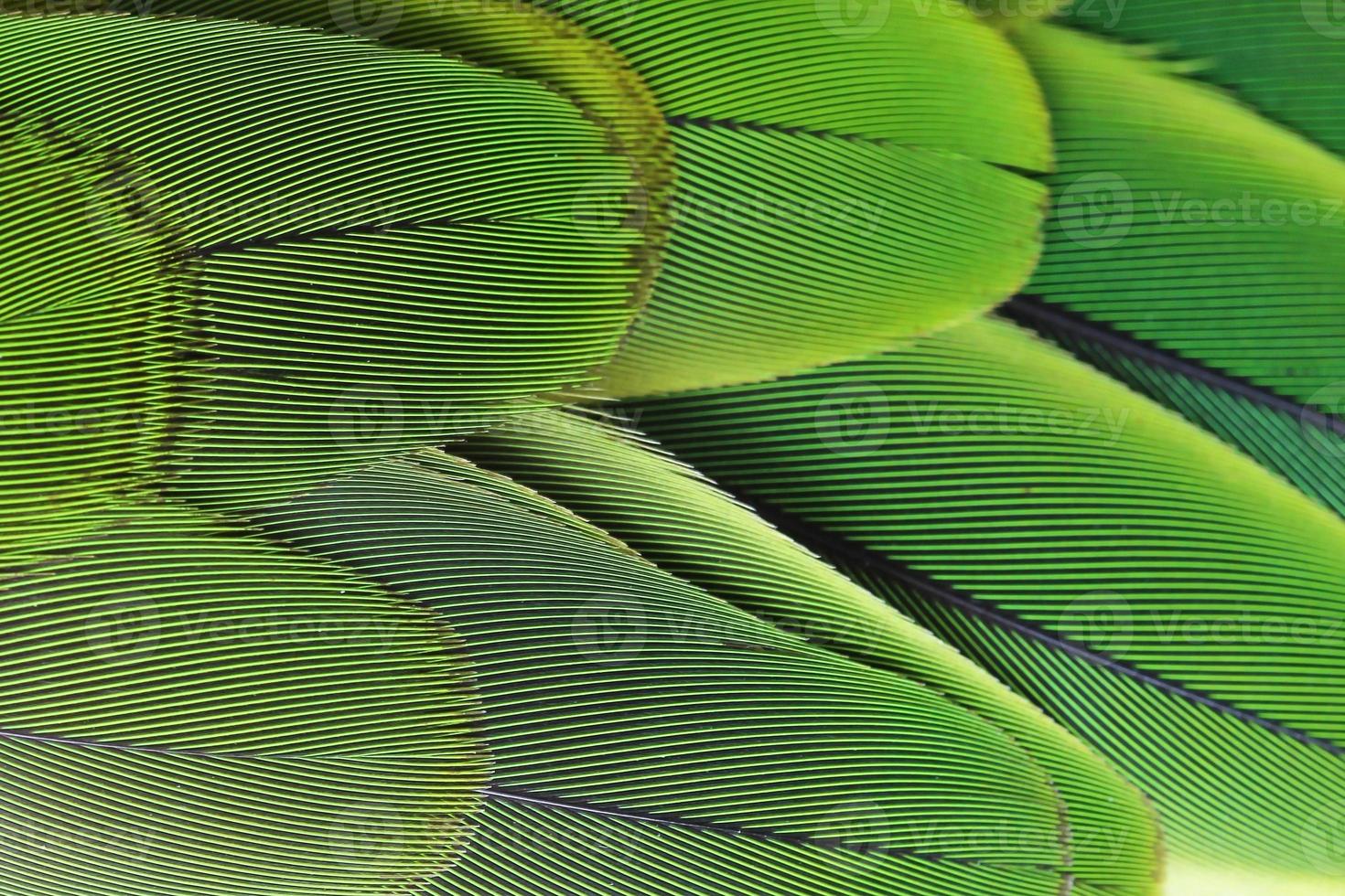 Colorful green bird feathers photo