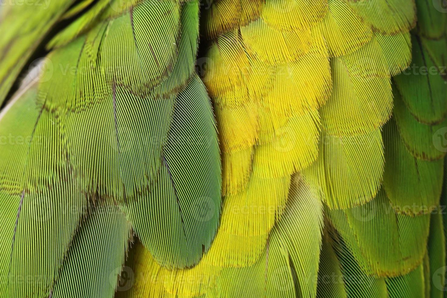 plumas de pájaro verde de colores foto