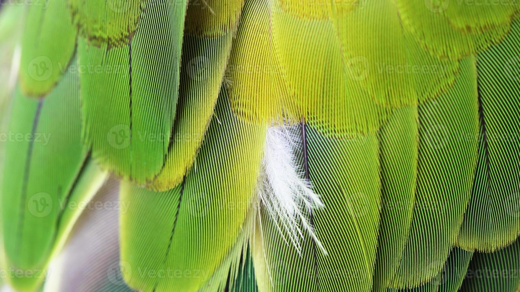 plumas de pájaro verde de colores foto