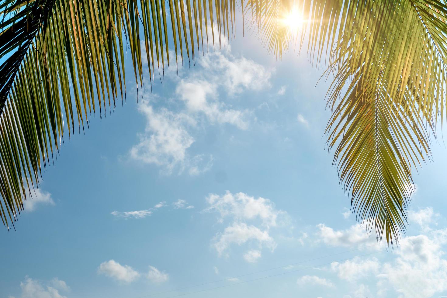 Tropical palm coconut trees on a blue sky with sun flare photo