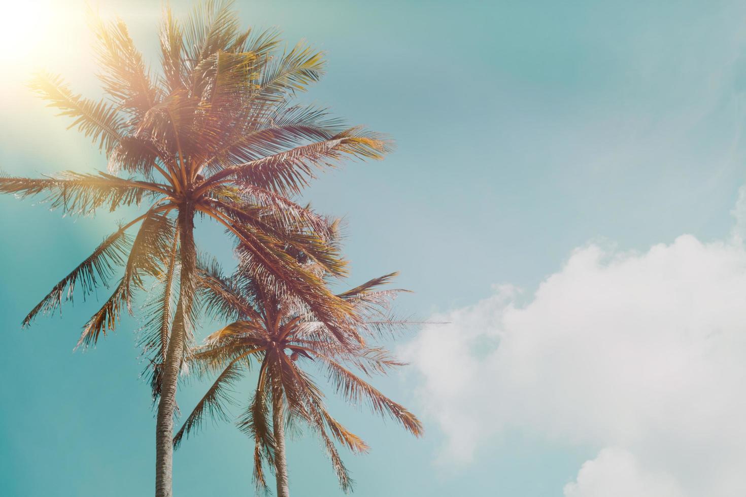 Tropical palm coconut trees on a blue sky with sun flare photo