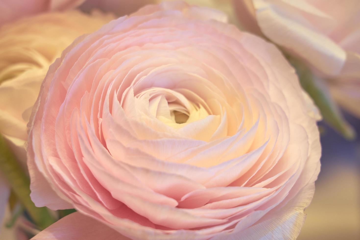 Pink Ranunculus flowers close up with a blurred background photo