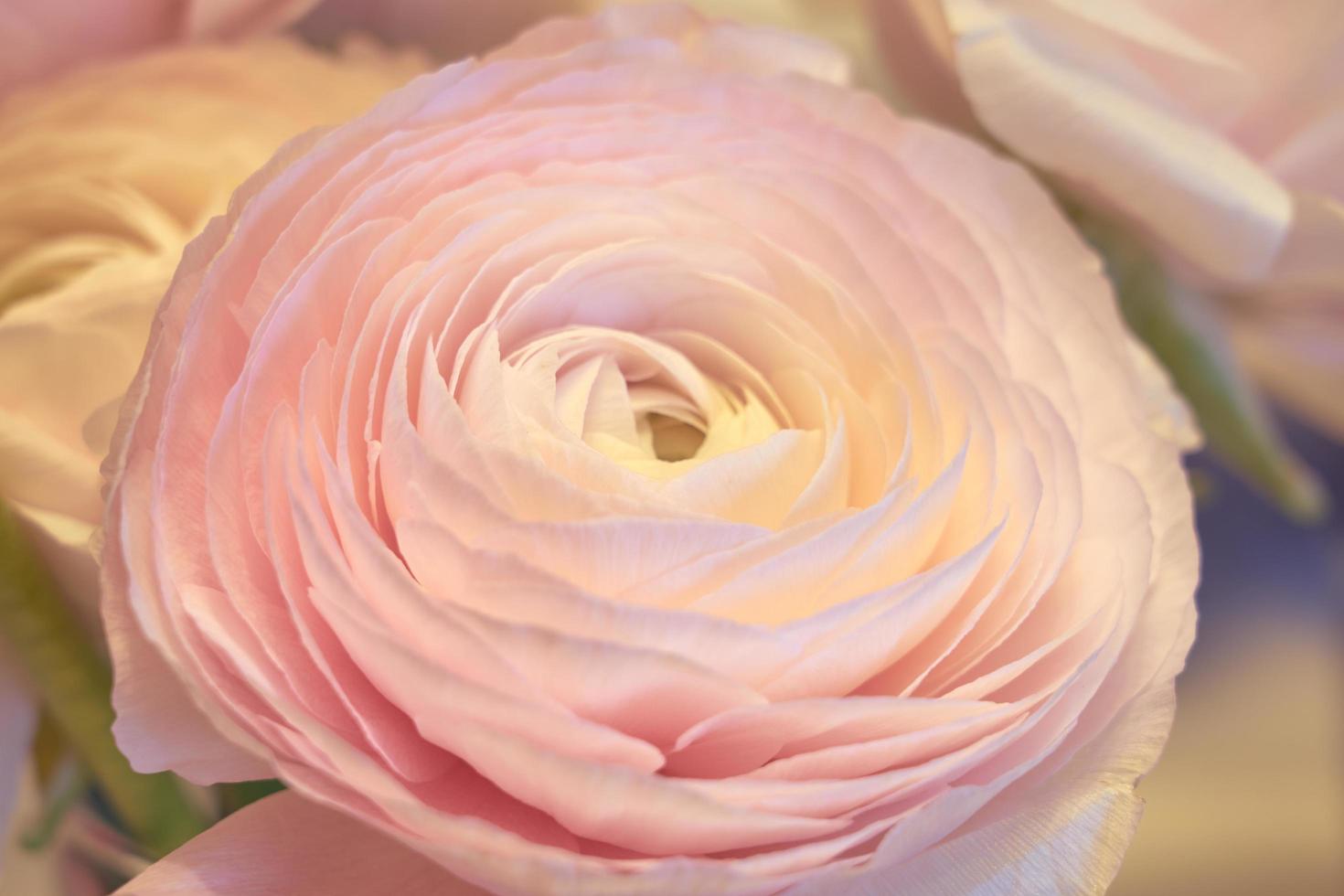 Pink Ranunculus flowers close up with a blurred background photo