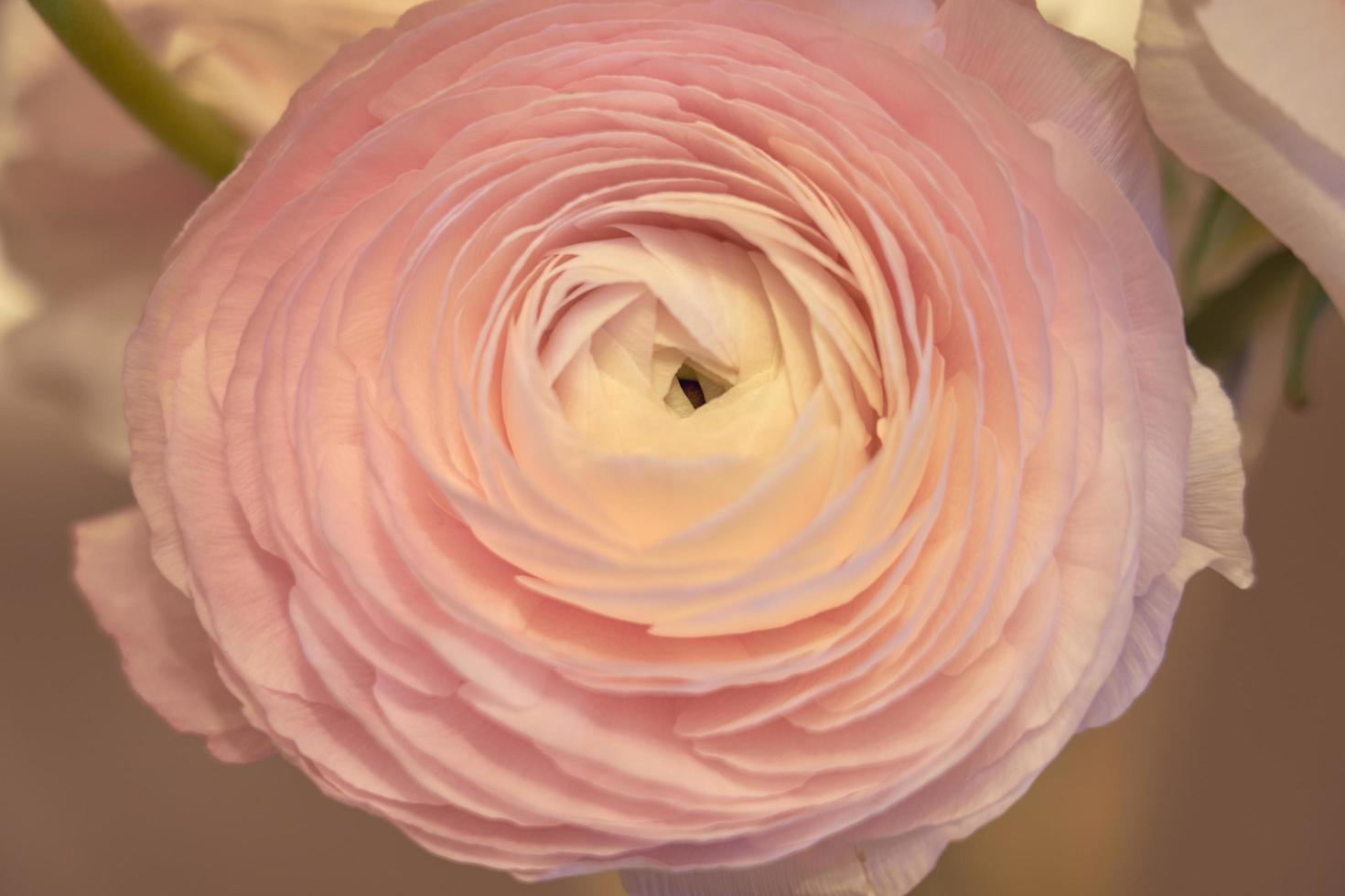 Pink Ranunculus flowers close up with a blurred background photo