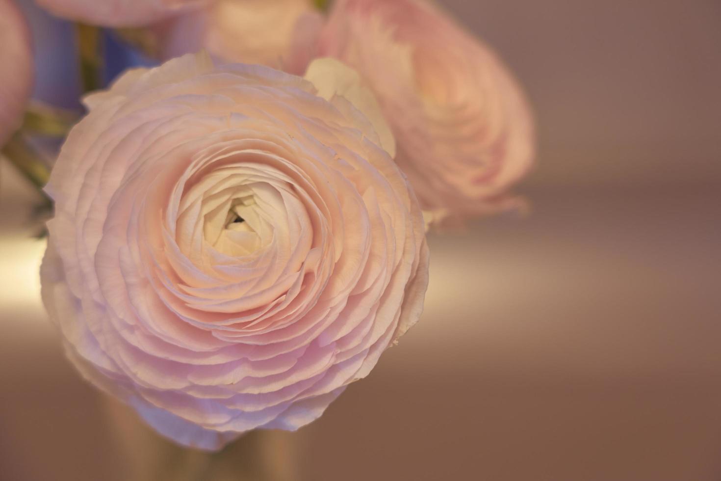 Pink Ranunculus flowers close up with a blurred background photo