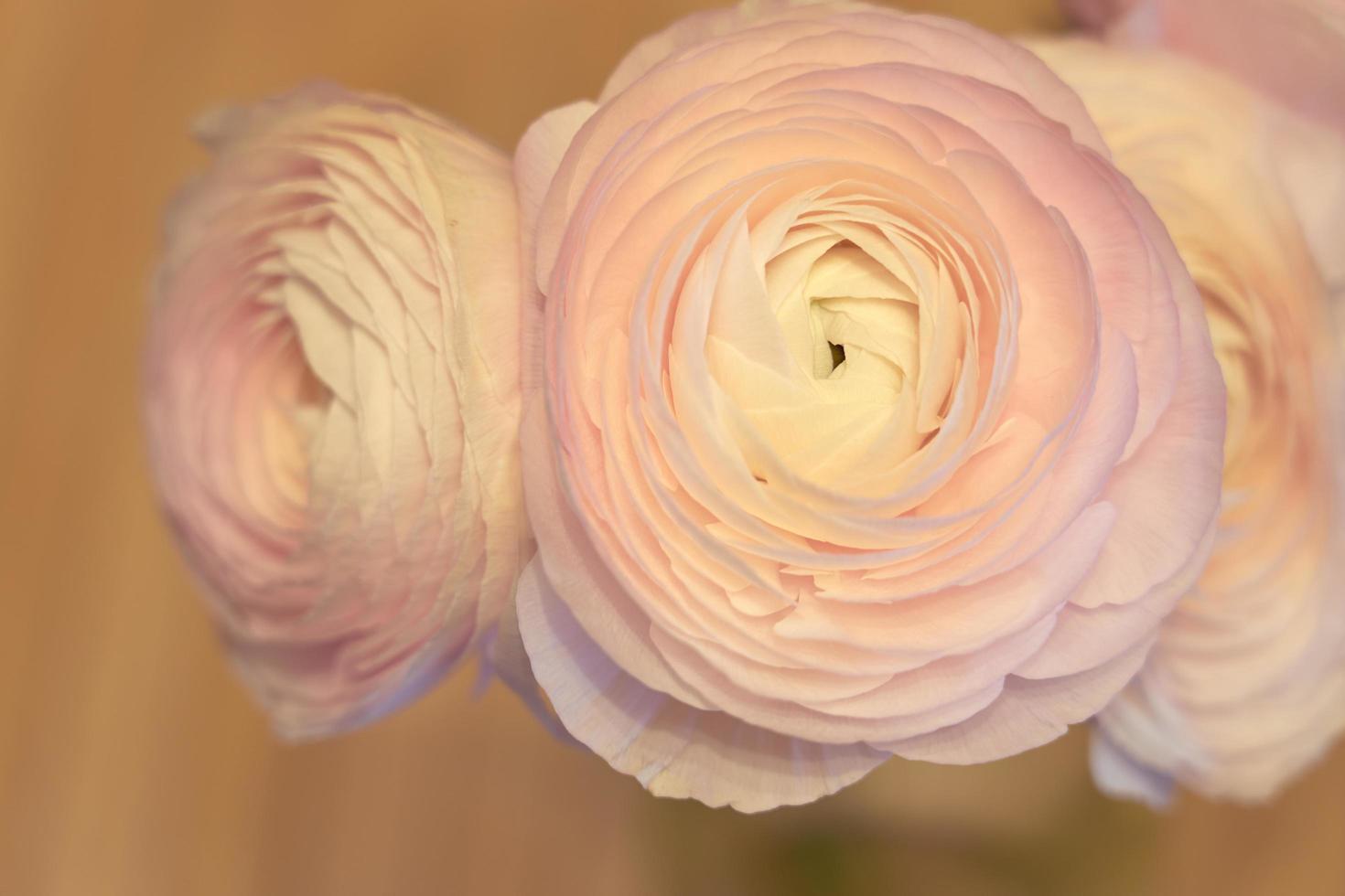 Pink Ranunculus flowers close up with a blurred background photo