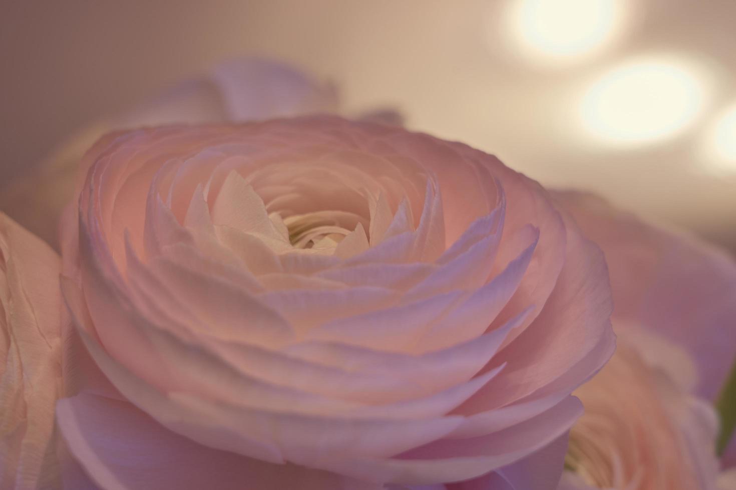 Pink Ranunculus flowers close up with a blurred background photo