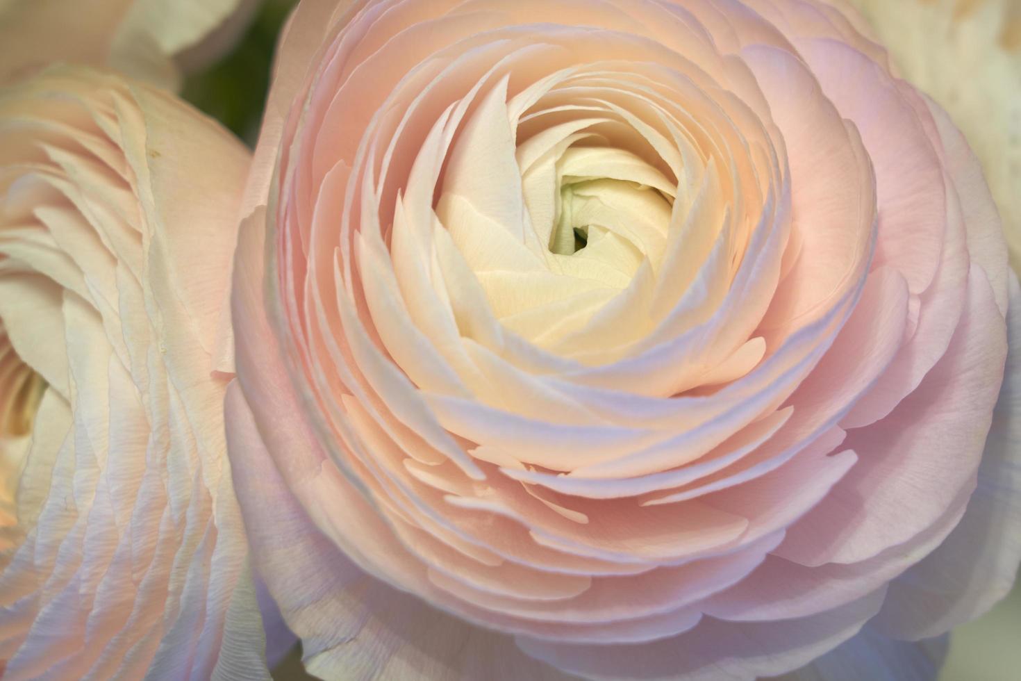 Pink Ranunculus flowers close up with a blurred background photo