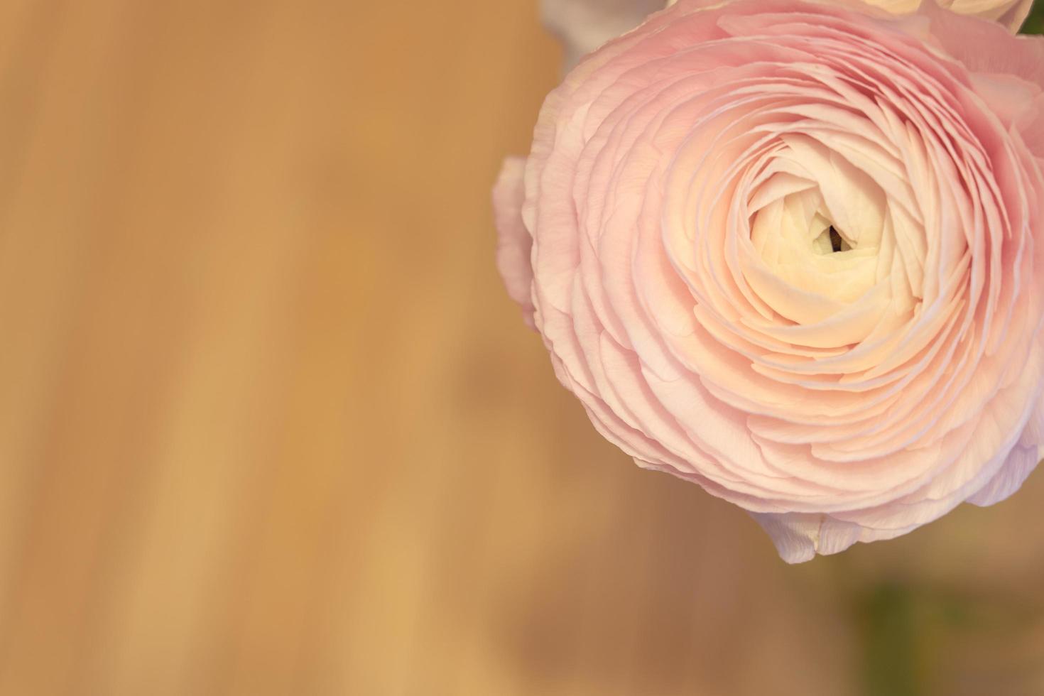 Flores de ranúnculo rosa de cerca con un fondo borroso foto