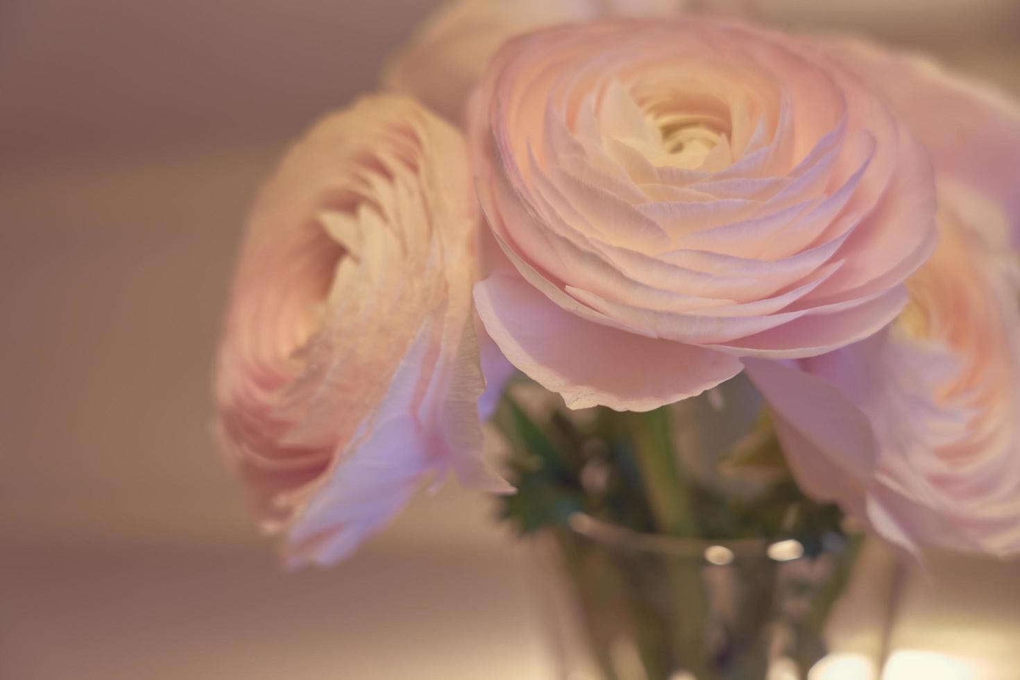 Flores de ranúnculo rosa de cerca en un jarrón con un fondo borroso foto