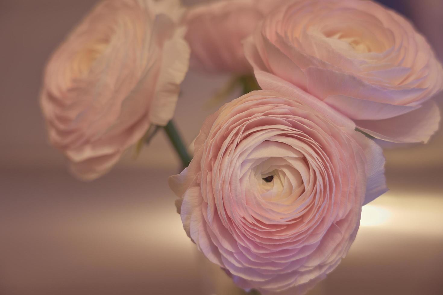Flores de ranúnculo rosa de cerca en un jarrón con un fondo borroso foto