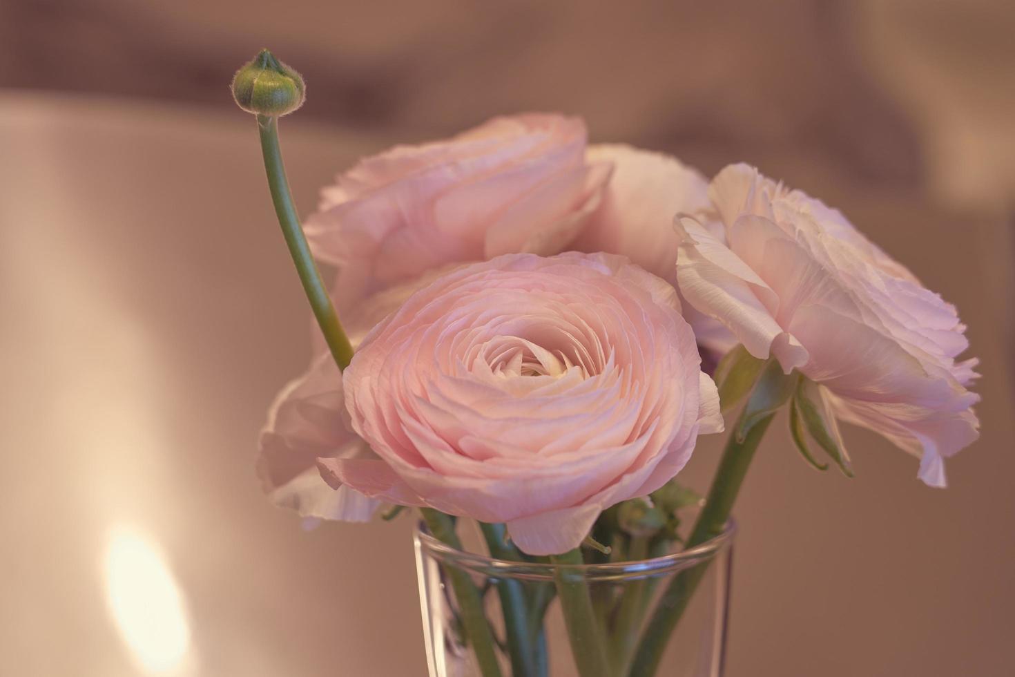 Flores de ranúnculo rosa de cerca en un jarrón con un fondo borroso foto