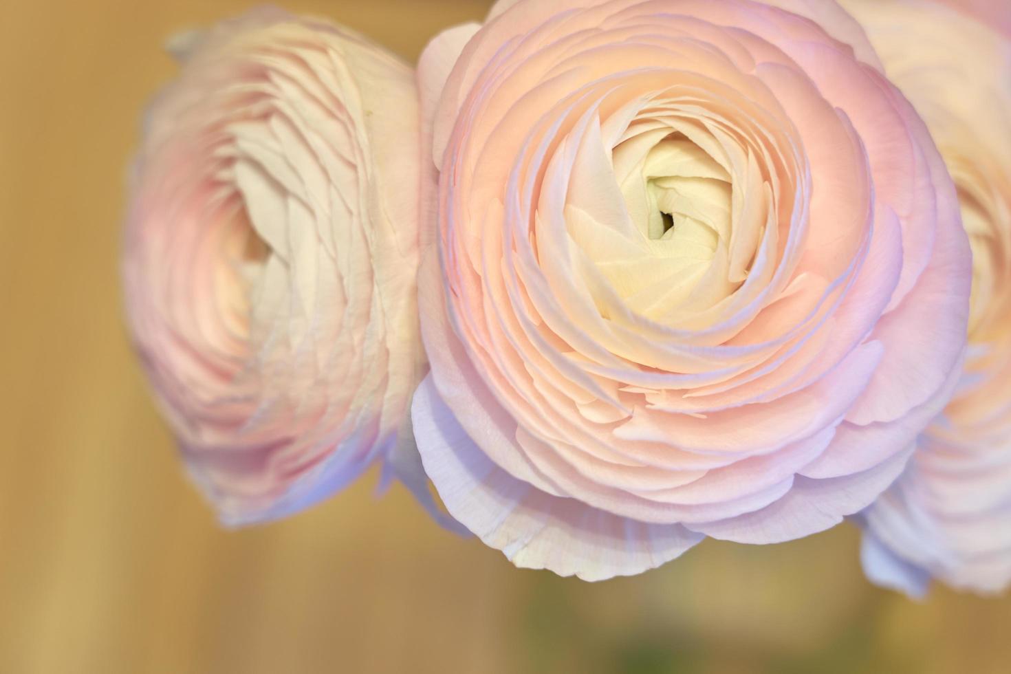 Pink Ranunculus flowers close up with a blurred background photo