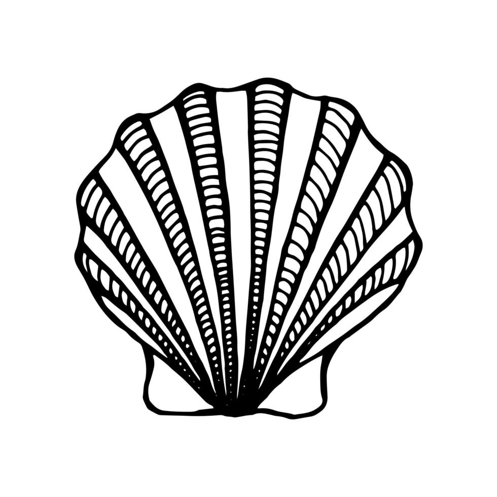 Seashells.  Hand drawn vector illustration in sketch style.