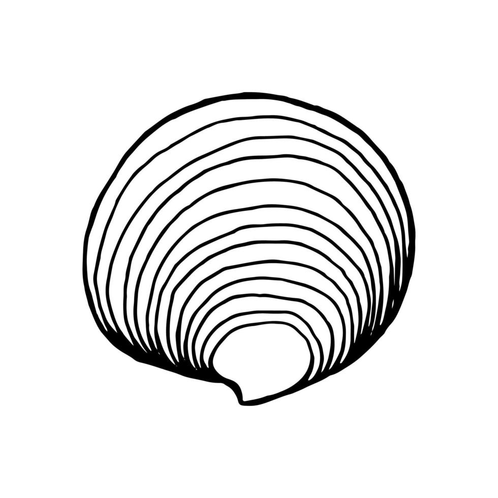 Seashells.  Hand drawn vector illustration in sketch style.