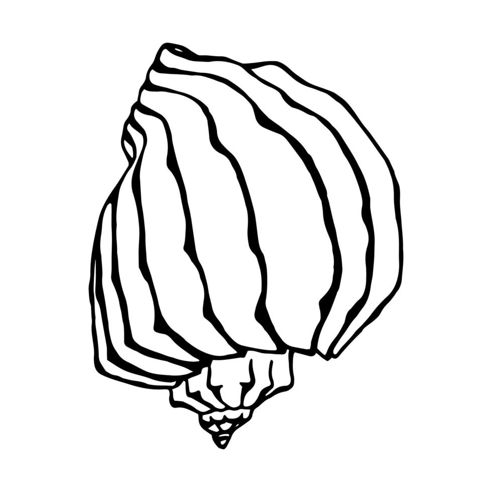 Seashells.  Hand drawn vector illustration in sketch style.