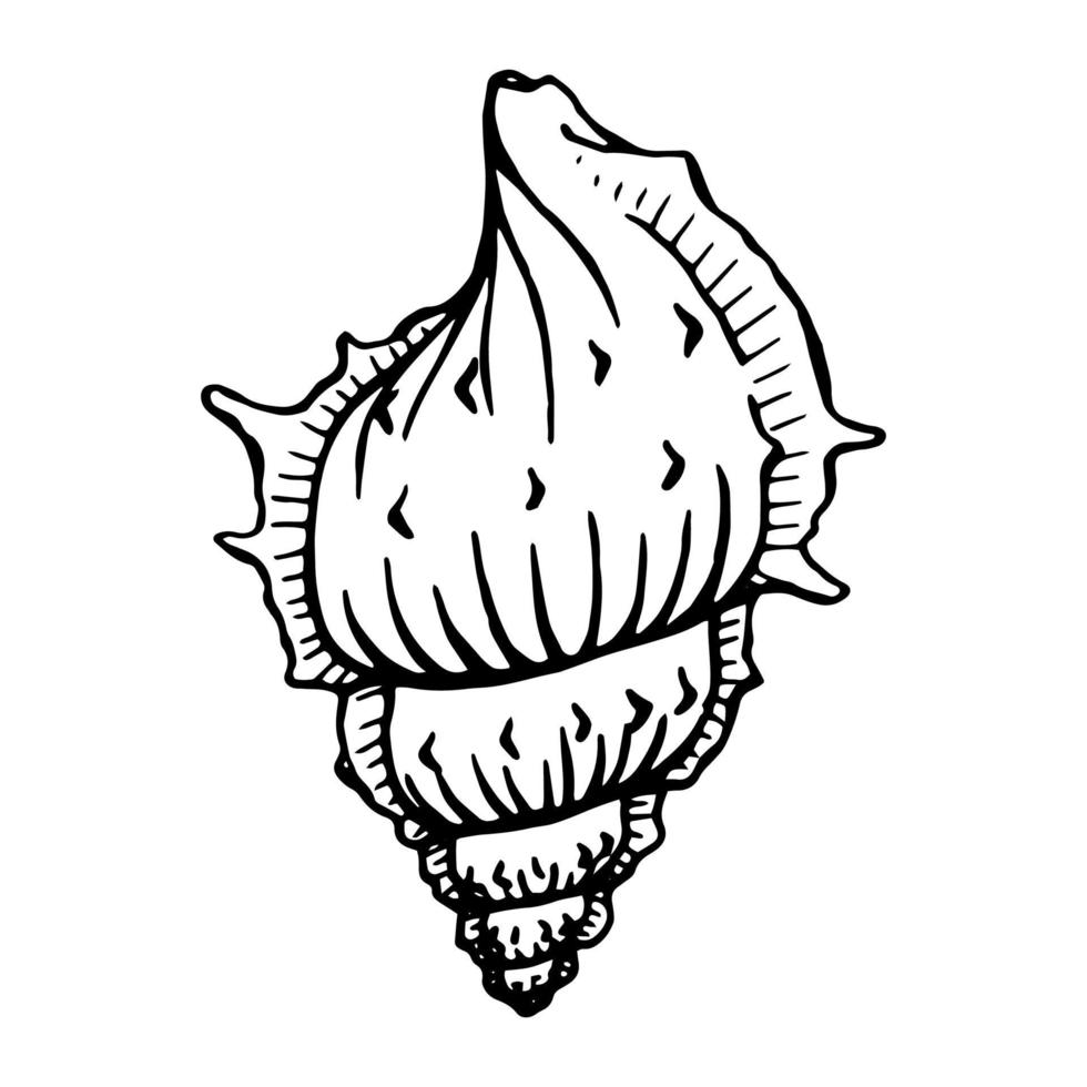 Seashells.  Hand drawn vector illustration in sketch style.