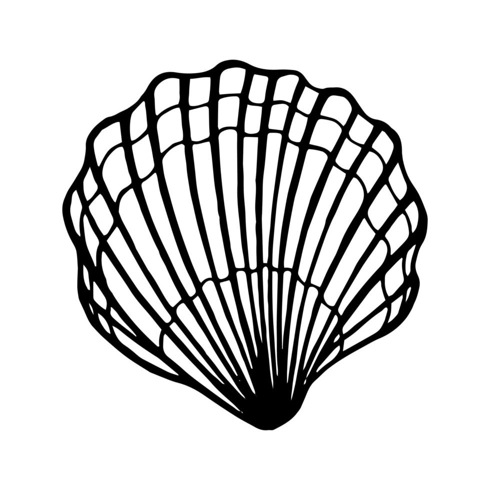 Seashells.  Hand drawn vector illustration in sketch style.