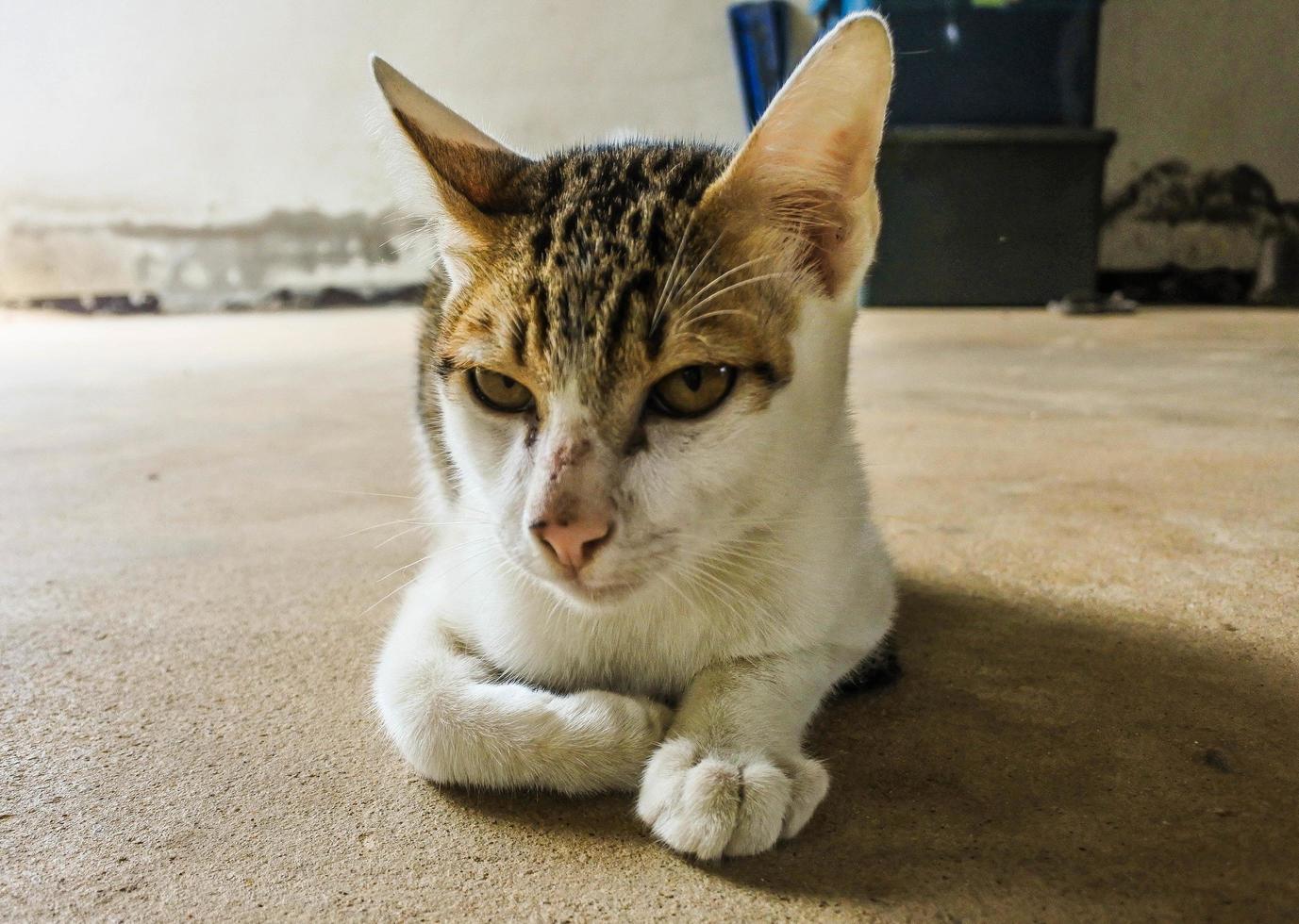 primer plano, de, un, gato doméstico foto