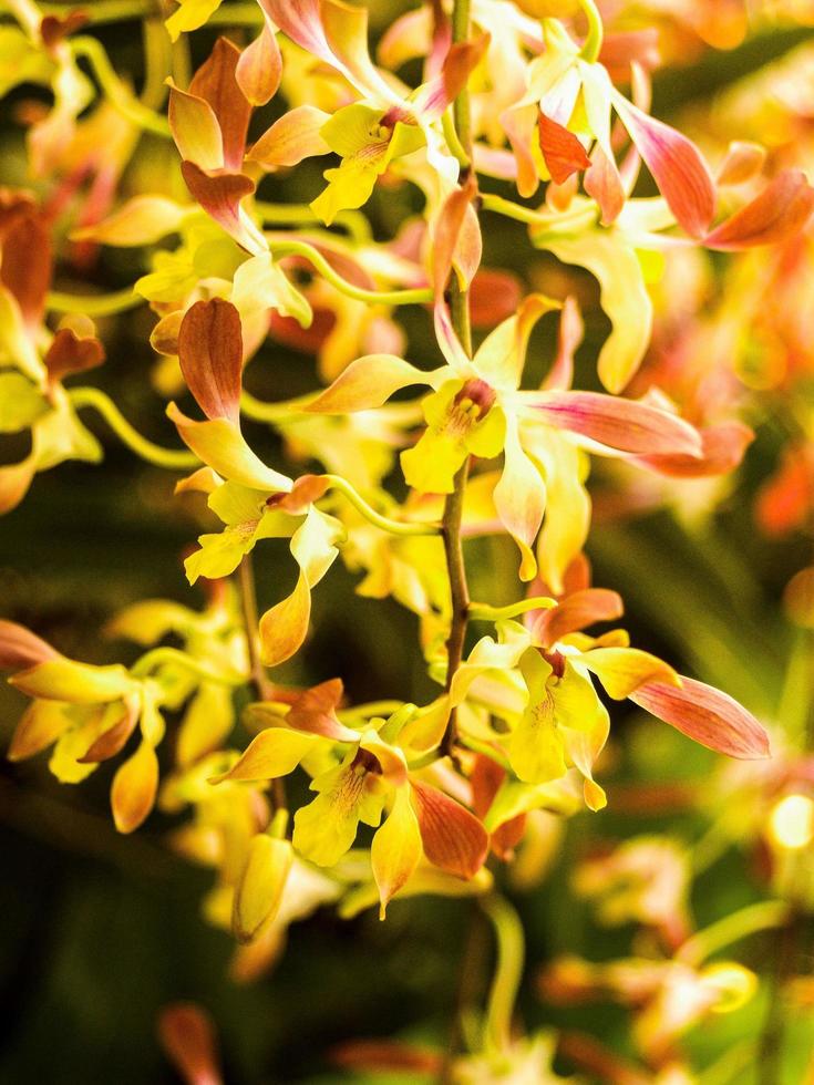 Red and yellow orchid flowers photo