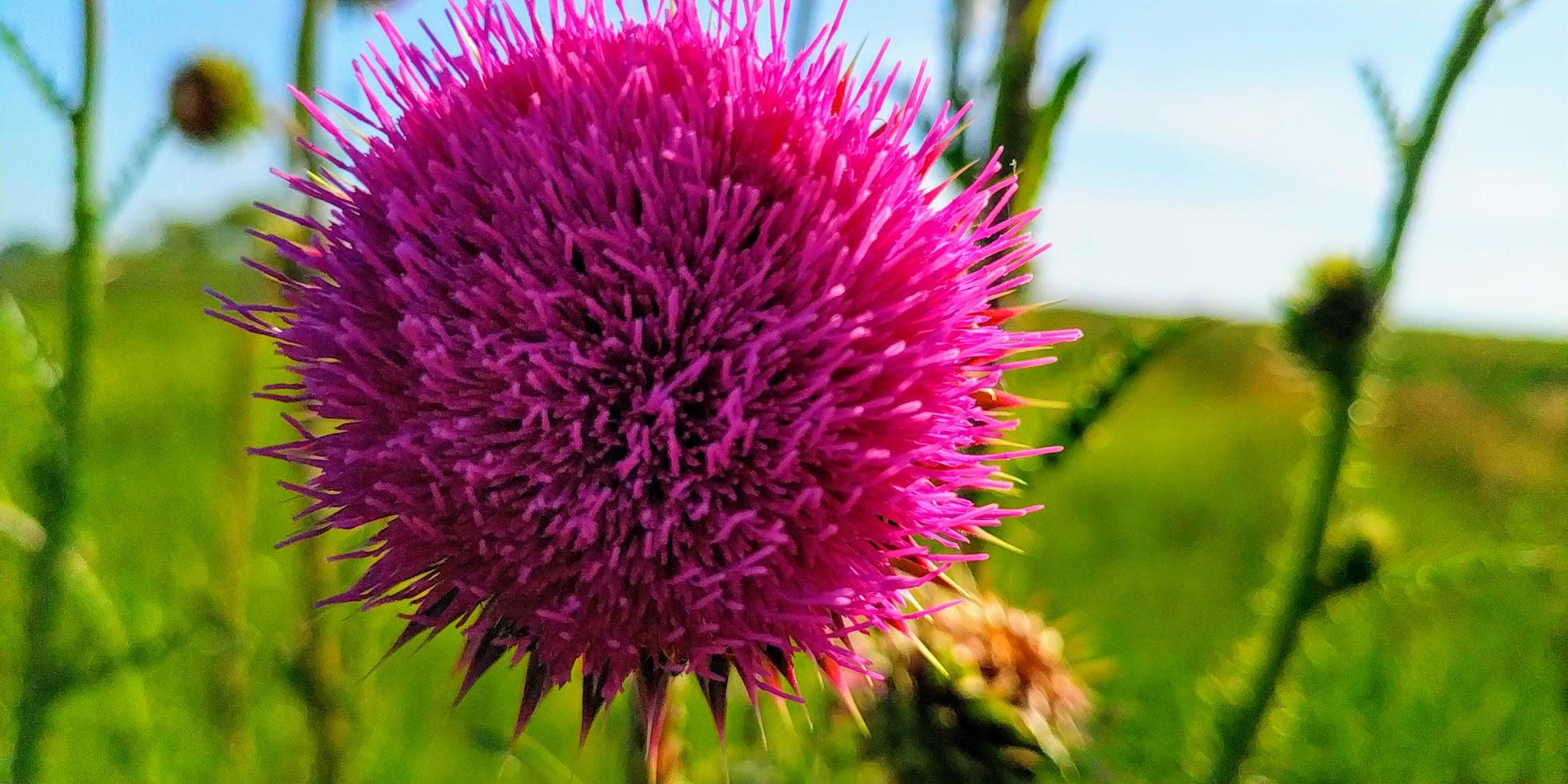 Pink thistle flower photo