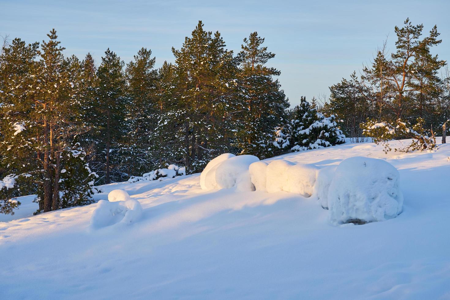 Snow forest on a frosty evening at sunset photo