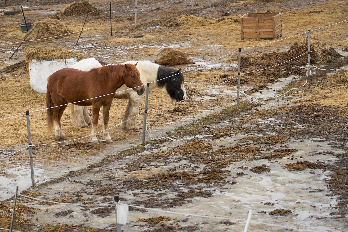 Horses on a farm in an outdoor enclosure in the springtime photo