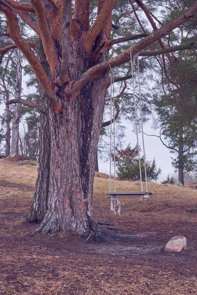 Wooden swing on a tree branch in the springtime photo