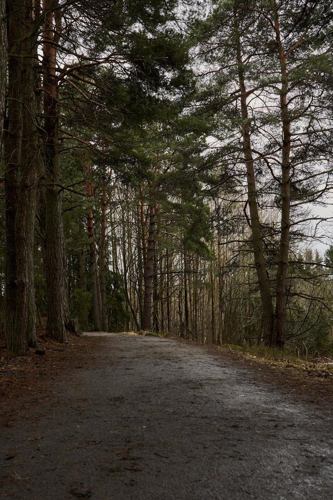 Una carretera en un bosque en un día nublado durante la primavera. foto