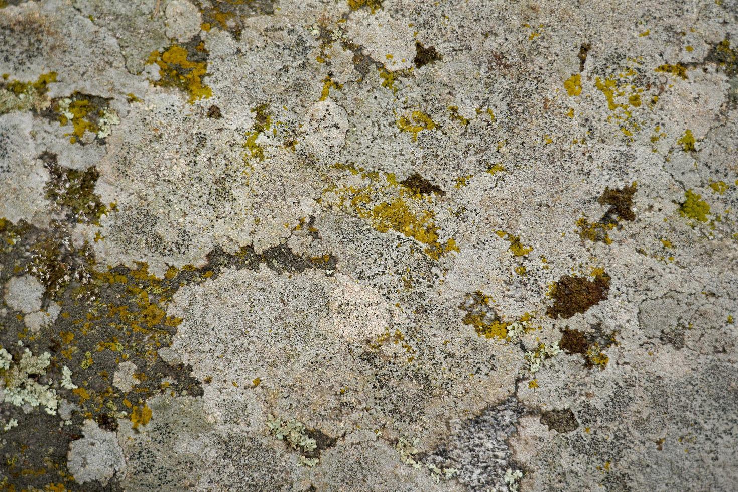 Piedra de granito gris cubierto de musgo como fondo foto