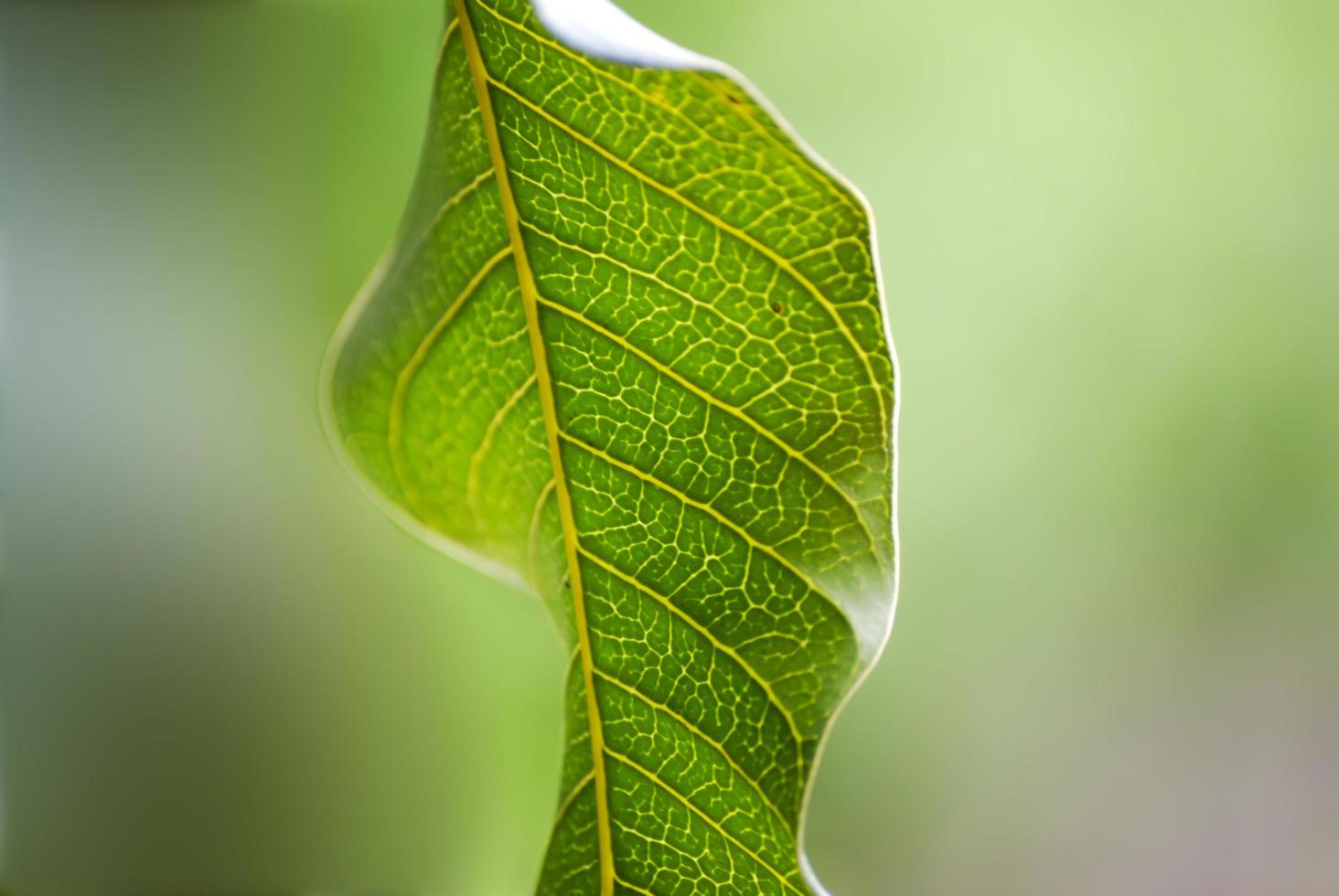 Primer plano de una hoja verde de mango foto