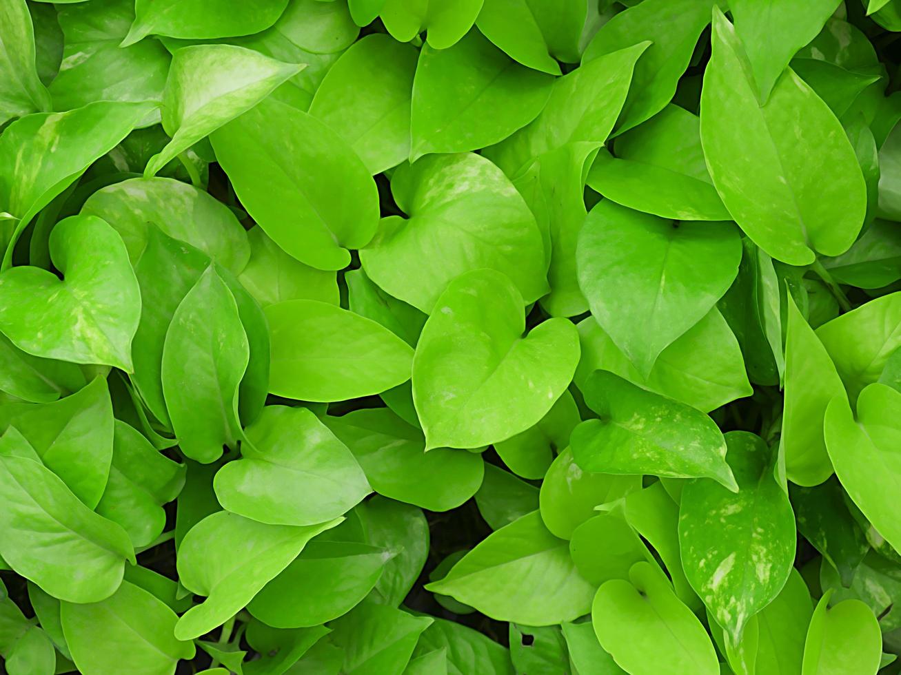 Cerca de hojas verdes frescas en el jardín. foto