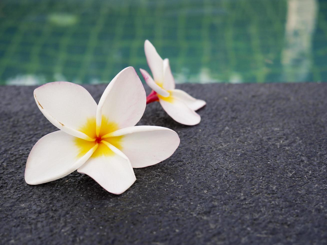 flores de plumeria en el borde de la piscina foto